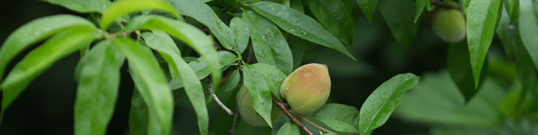 小满
